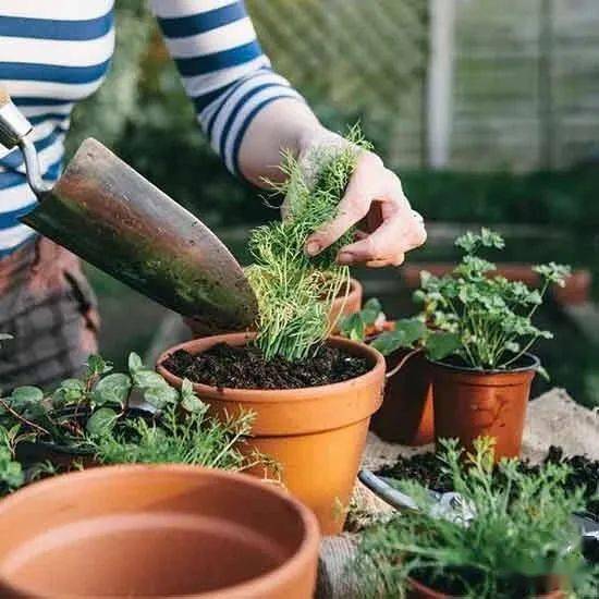 室内绿植落叶？巧用小妙招
