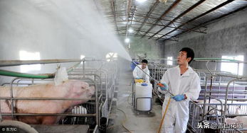 母猪肢体病如何成为养殖业的利润杀手并有效防治？