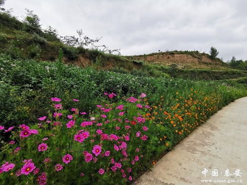 乡村家园月季的美丽之谜