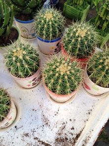 仙人球真的嫩防辐射吗？