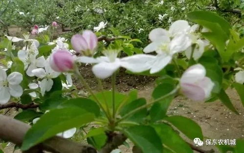 果树开花期间使用除草剂的影响探讨