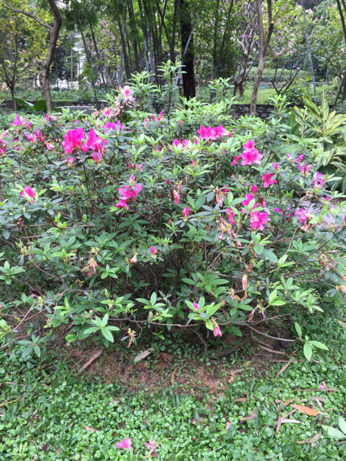 西南地区种植的四季长青藤蔓植物