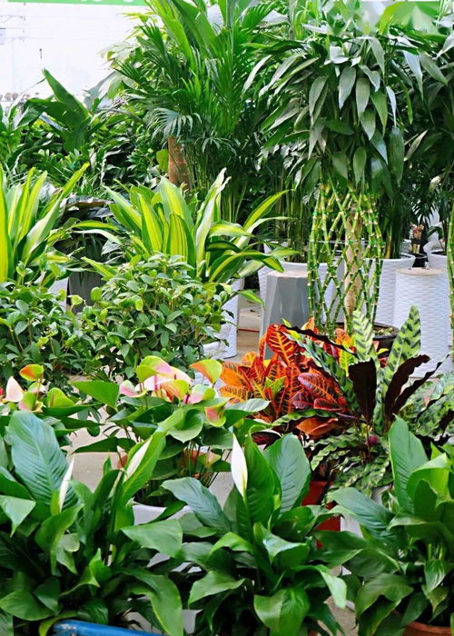 西安花卉市场大全：市场信息一览