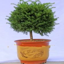 个人观点：尊重自然规律