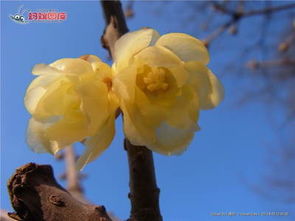 腊梅花的形态与特点
