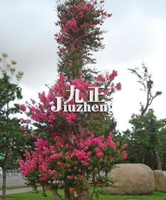 紫薇树的价值：不止是观赏