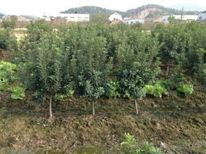 南边山区的气候适不适合种油茶