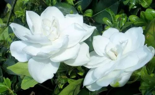 栀子花花期多久，如何养护才能保证其持续开花