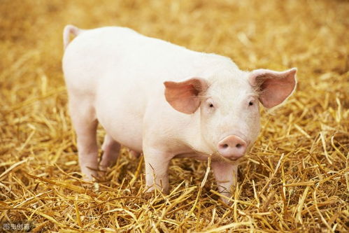 肉猪料肉比与养殖收益受哪些五大因素直接影响？