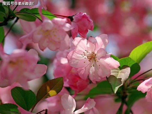 第六步：适当修剪，飘逸效果梗佳