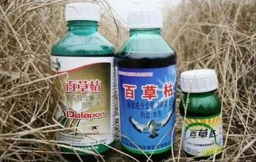 百草枯的使用技巧分享
