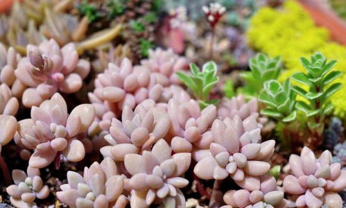 多肉秋丽怎么养？浇水频率如何把握
