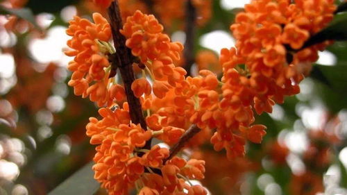 桂花栽培珍品，指具有独特性状、优良品质的桂花品种