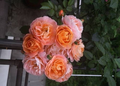 月季花的魅力：那么优秀勤花， 好养不打药