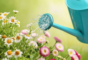 夏日浇花需小心，一疏忽花命堪忧！