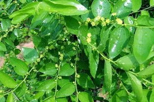 草甘膦在枣树花期使用对除草效果和树体安全有影响吗？