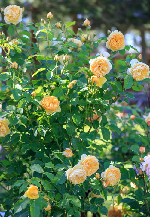 二、选对横拉时间，造型geng美