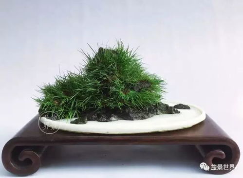 “符石菖蒲修根教程，附石种植技巧视频”