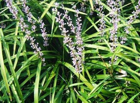 兰花三七的种植艺术