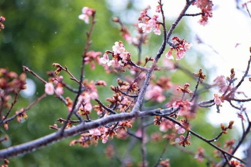 刺梅花的开花时长
