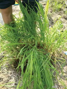 旱稻田马唐用什么除草剂能彻底除掉，针对其生长特点有哪些高效除草方法？