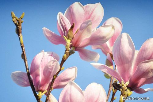 南北气候差异下的玉兰花树籽种植时间与育苗技巧