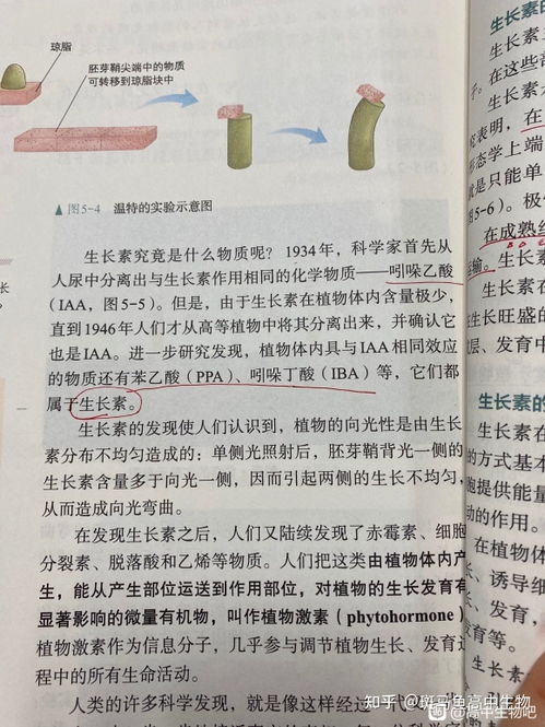 疑惑：生长素只有吲哚乙酸这一种吗？
