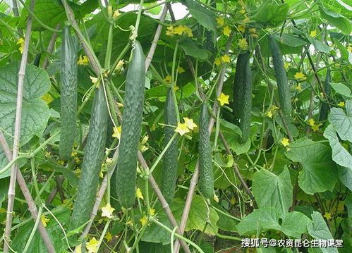 黄瓜小苗期， 肥料的“小嫩芽”