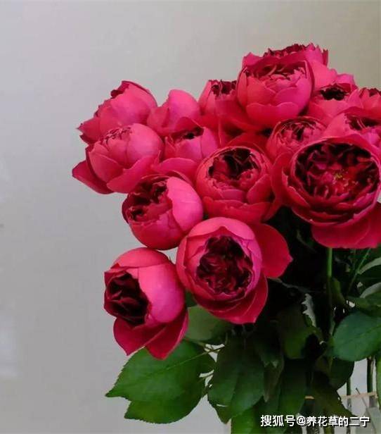 秋日胭脂月季的芬芳魅力