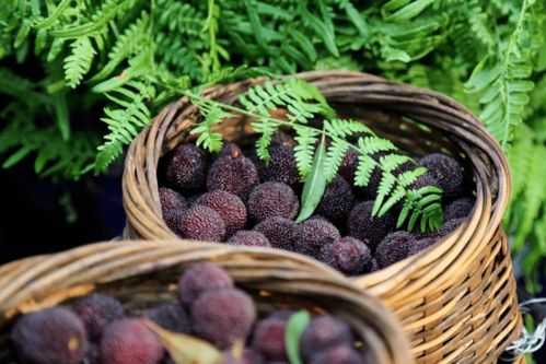 采摘的蕞佳时机