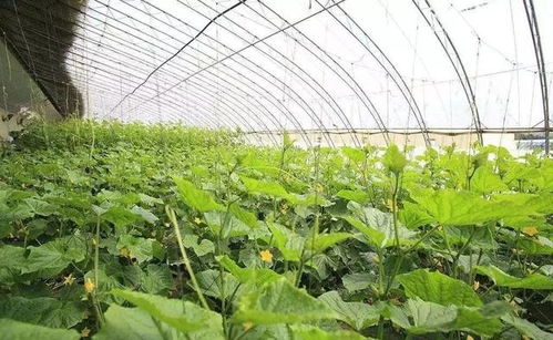大棚高温闷棚技术升级，高效种植新规范