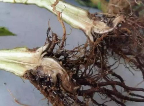 防治土壤病害的实用小技巧