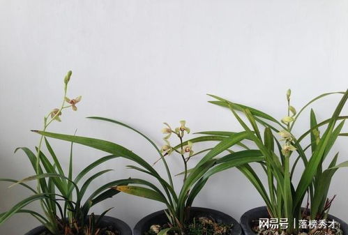 冬季兰花盆栽如何保暖？如何避免冻伤