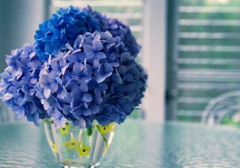仙客来 报春花科的小可爱