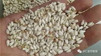 湿润环境， 种子的摇篮