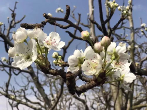 李子花开季，最佳赏花时间！