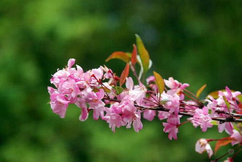 大型藤本的处理