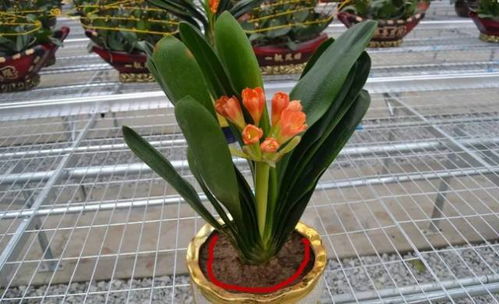 修剪君子兰，促其花繁叶茂