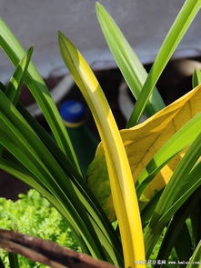 兰花叶子发黄， 是多种原因引起的问题