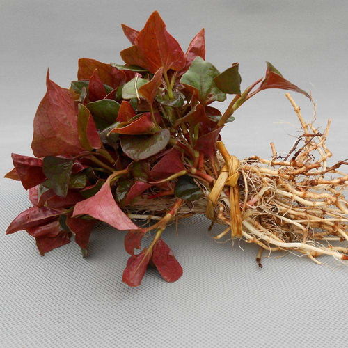 农药？那点小事儿