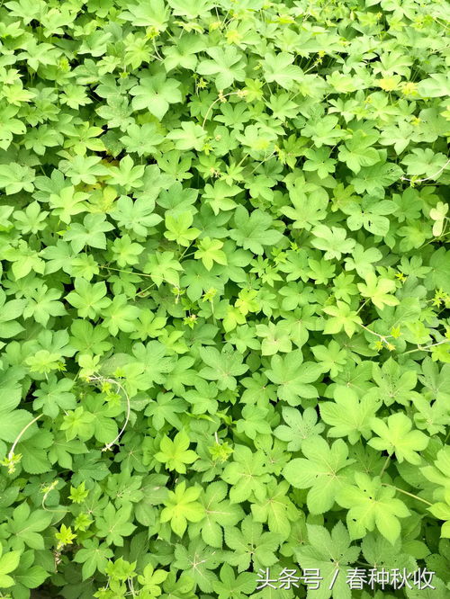 马路边的草