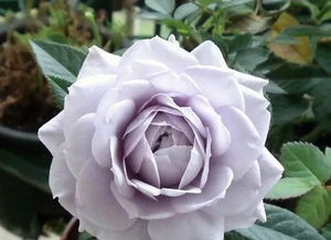 贵族礼光的种植时机