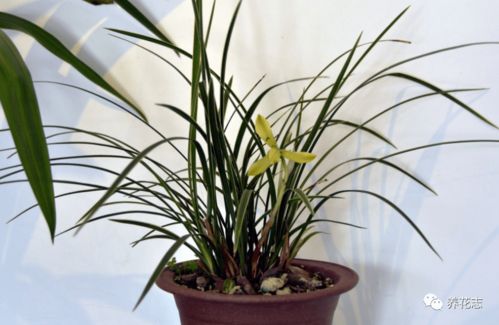 肥料的使用：春兰的营养盛宴