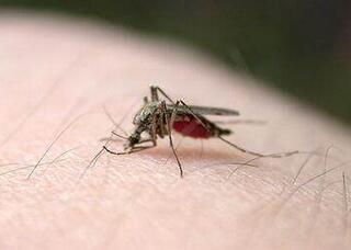 薄荷的种类大揭秘