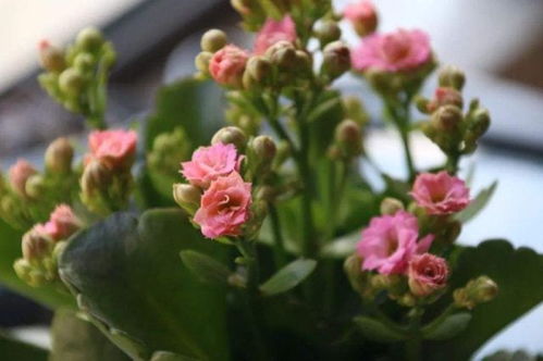 去年舍不得剪我的紫罗兰，后来啊全军覆没。现在学精了：