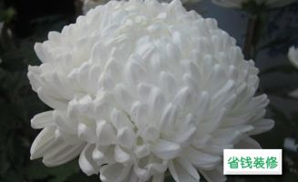菊花品种繁多，你认识哪些呢