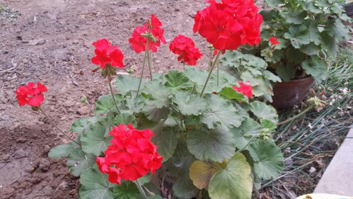 野花的名字，花的寓意