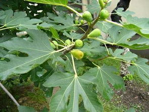 无花果树在哪个季节种植最适宜？