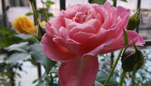 芳香王阳台， 花中的小公主