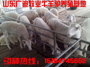 养100只小尾寒羊，年利润可达多少